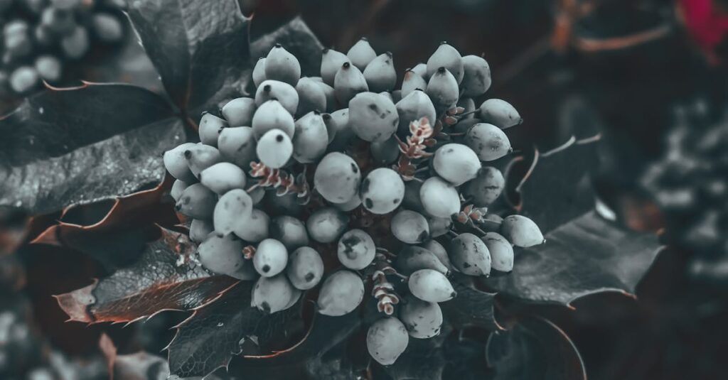 Stop Sugar Cravings with Easy Frozen Grapes Stop Sugar Cravings with Easy Frozen Grapes